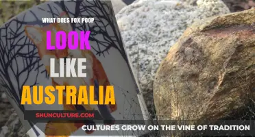 Fox Poop: How to Identify in Australia