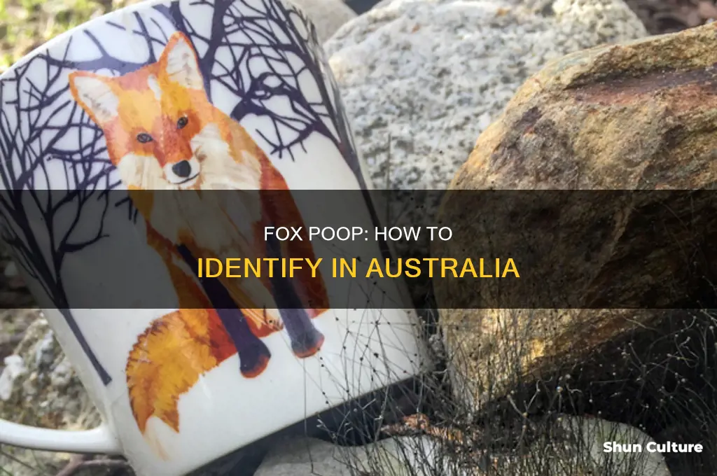 what does fox poop look like australia