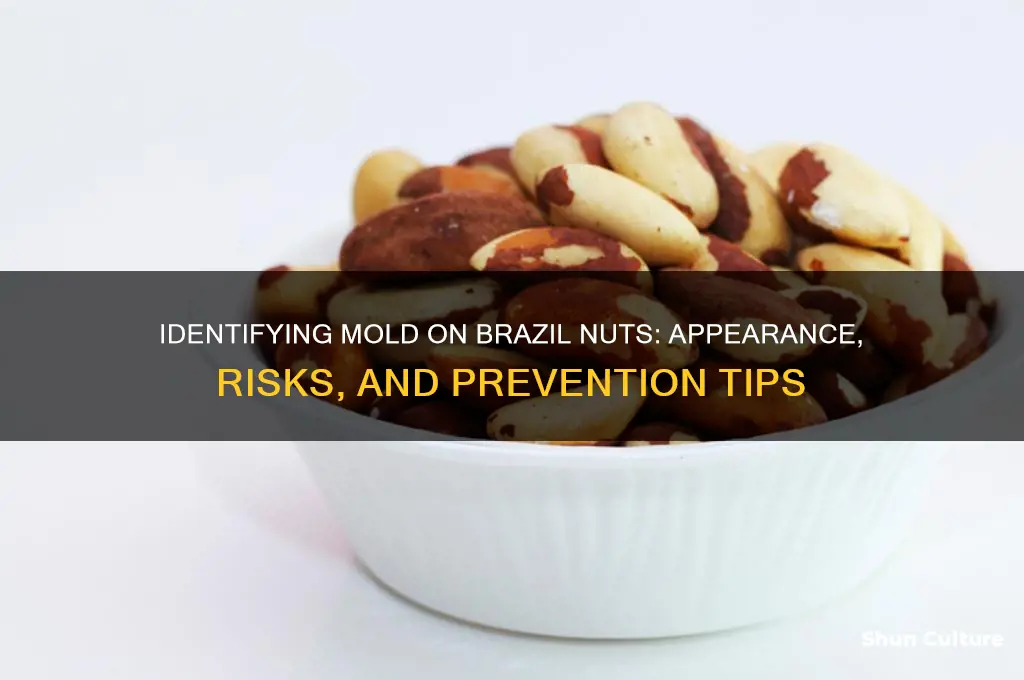 what does mold on brazil nuts look dirt