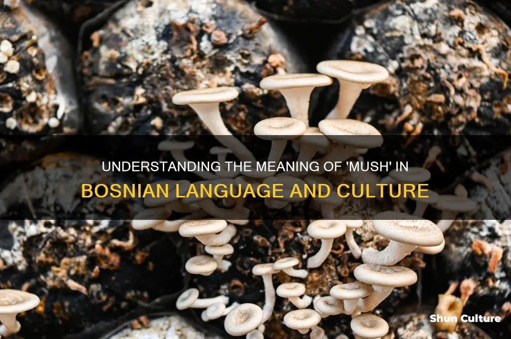 what does mush mean in bosnian