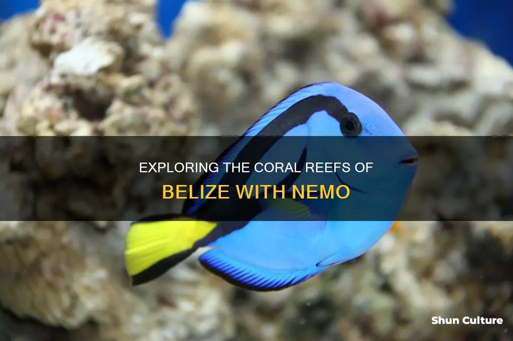 what does nemo do in belize