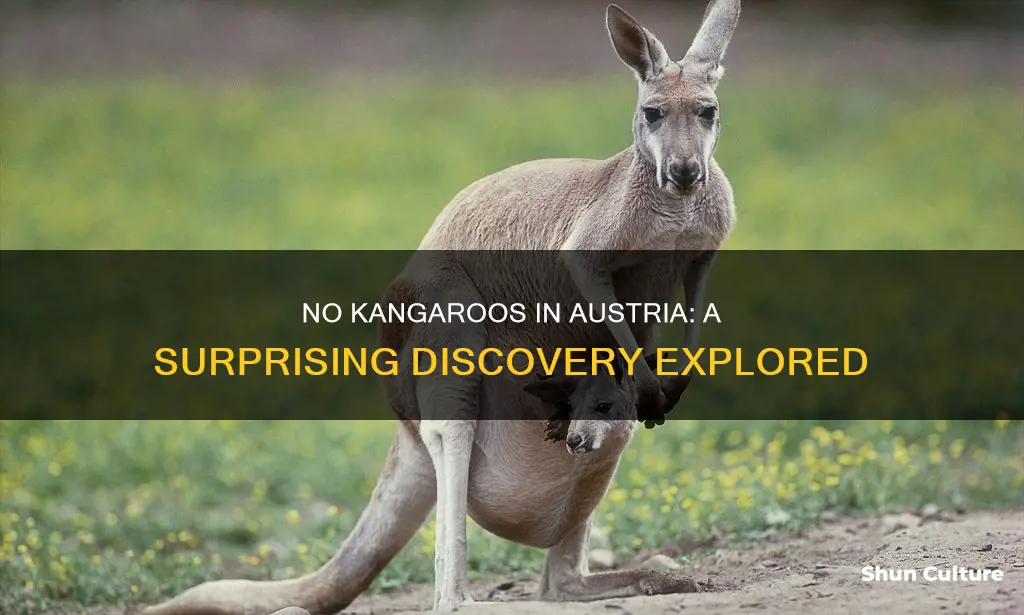 what does no kangaroos in austria mean