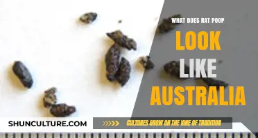 How to Identify Rat Poop in Australia