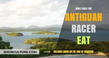 Unveiling the Diet of the Endangered Antiguan Racer Snake