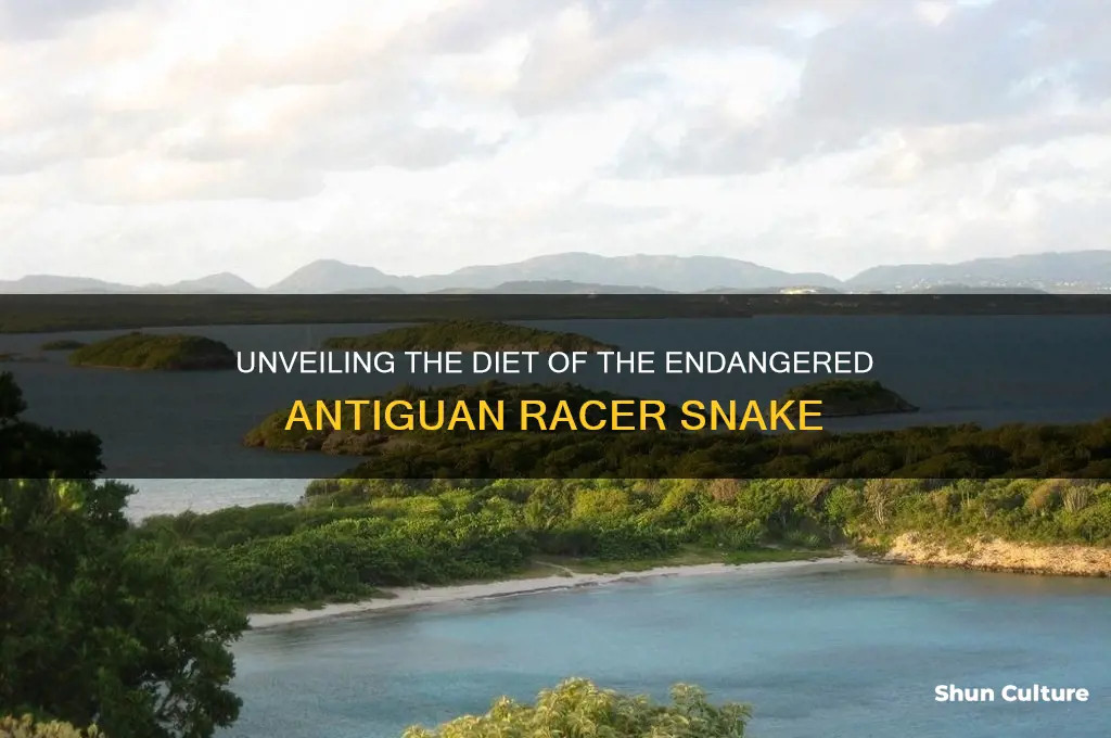what does the antiguan racer eat