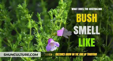 Bush Aromas: Australia's Unique Fragrance