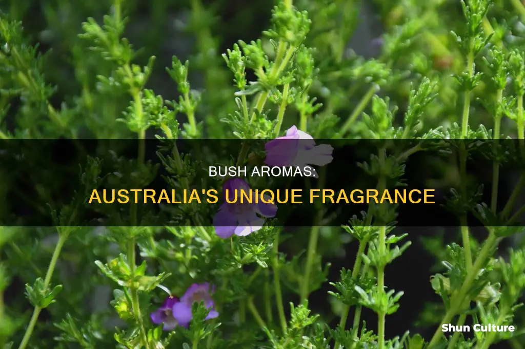 what does the australian bush smell like
