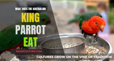 The Australian King Parrot's Dietary Delights and Habits