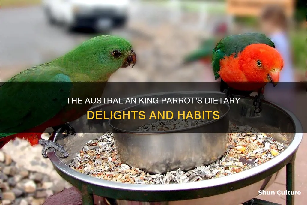 what does the australian king parrot eat