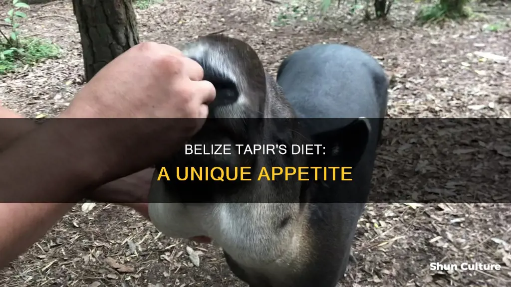 what does the belize tapir eat