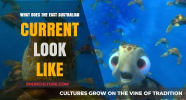 The East Australian Current: A Powerful Ocean Force