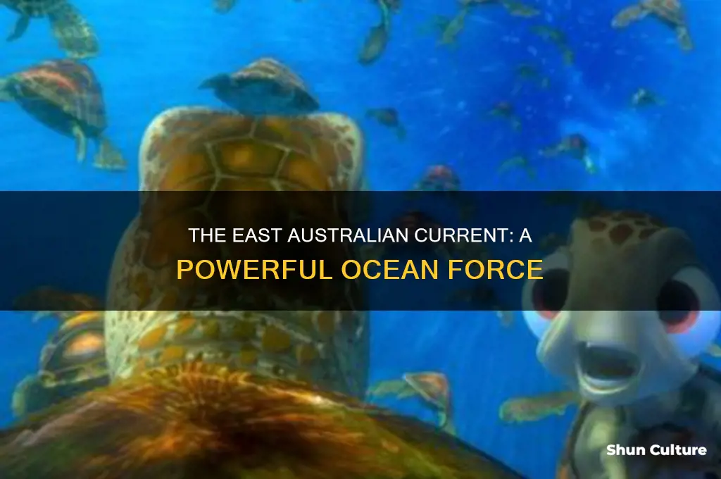 what does the east australian current look like
