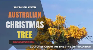 The Western Australian Christmas Tree: Unique Holiday Cheer