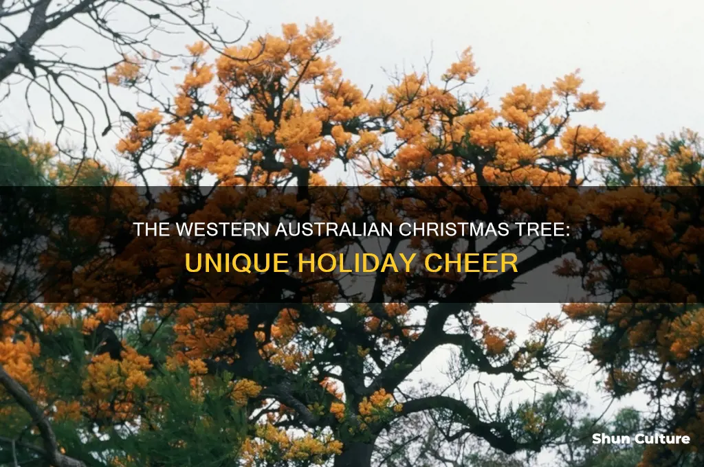what does the western australian christmas tree