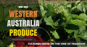 Western Australia's Top Exports and Produce
