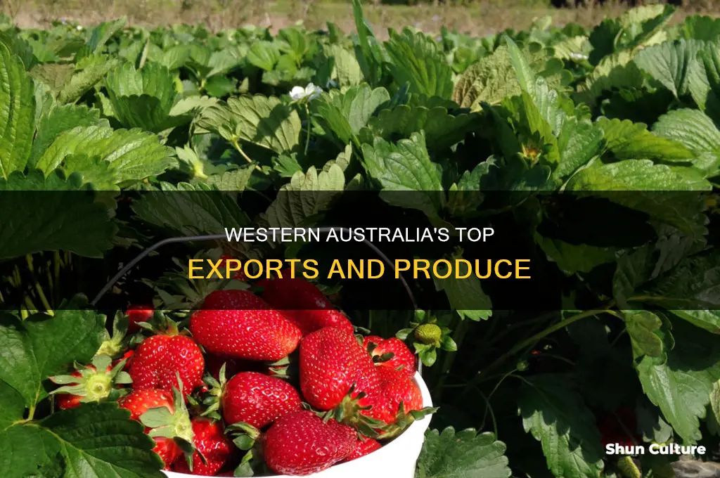 what does western australia produce