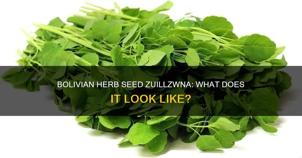 what does zuillzwna bolivian herb seed look like