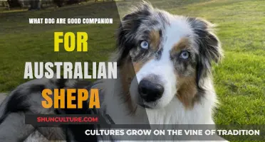Best Breeds to Befriend Your Aussie Shep