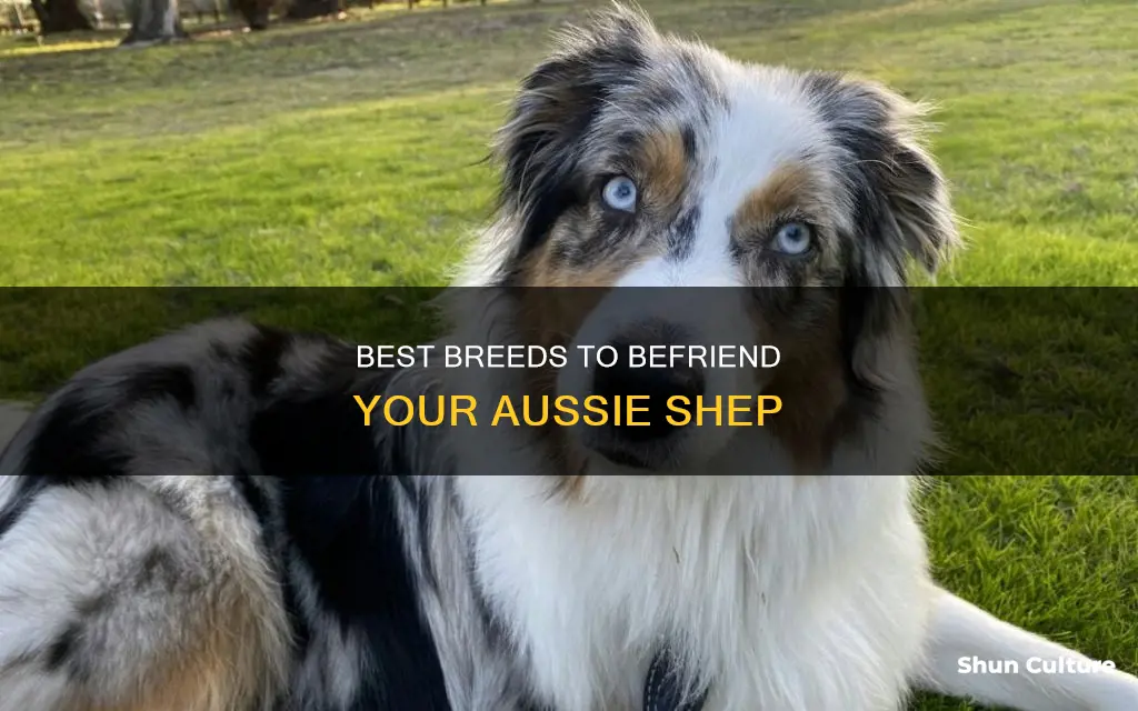 what dog are good companion for australian shepa
