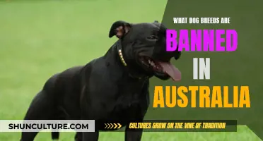 Dog Breeds Banned in Australia: The Restricted List