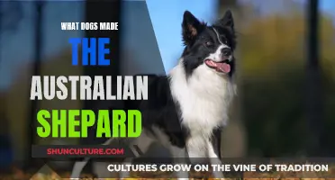 Australian Shepherds: A Mix of Border Collie and Other Herding Dogs