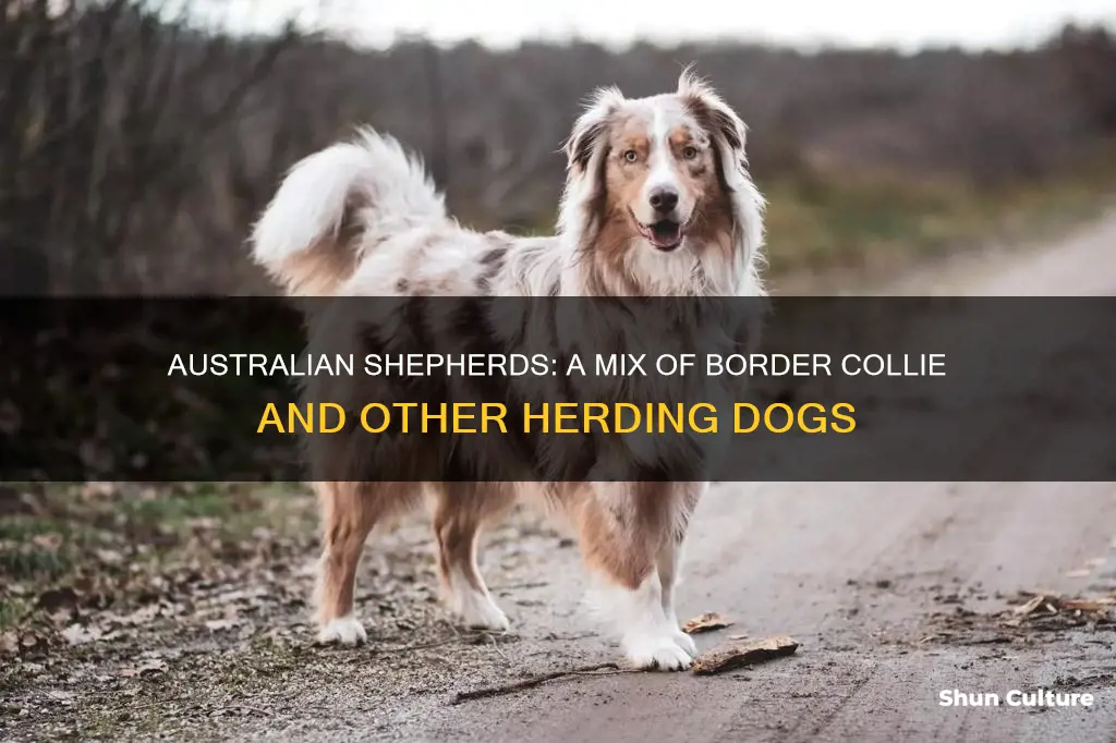 what dogs made the australian shepard