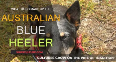 Blue Heeler Origins: The Unique Australian Mix