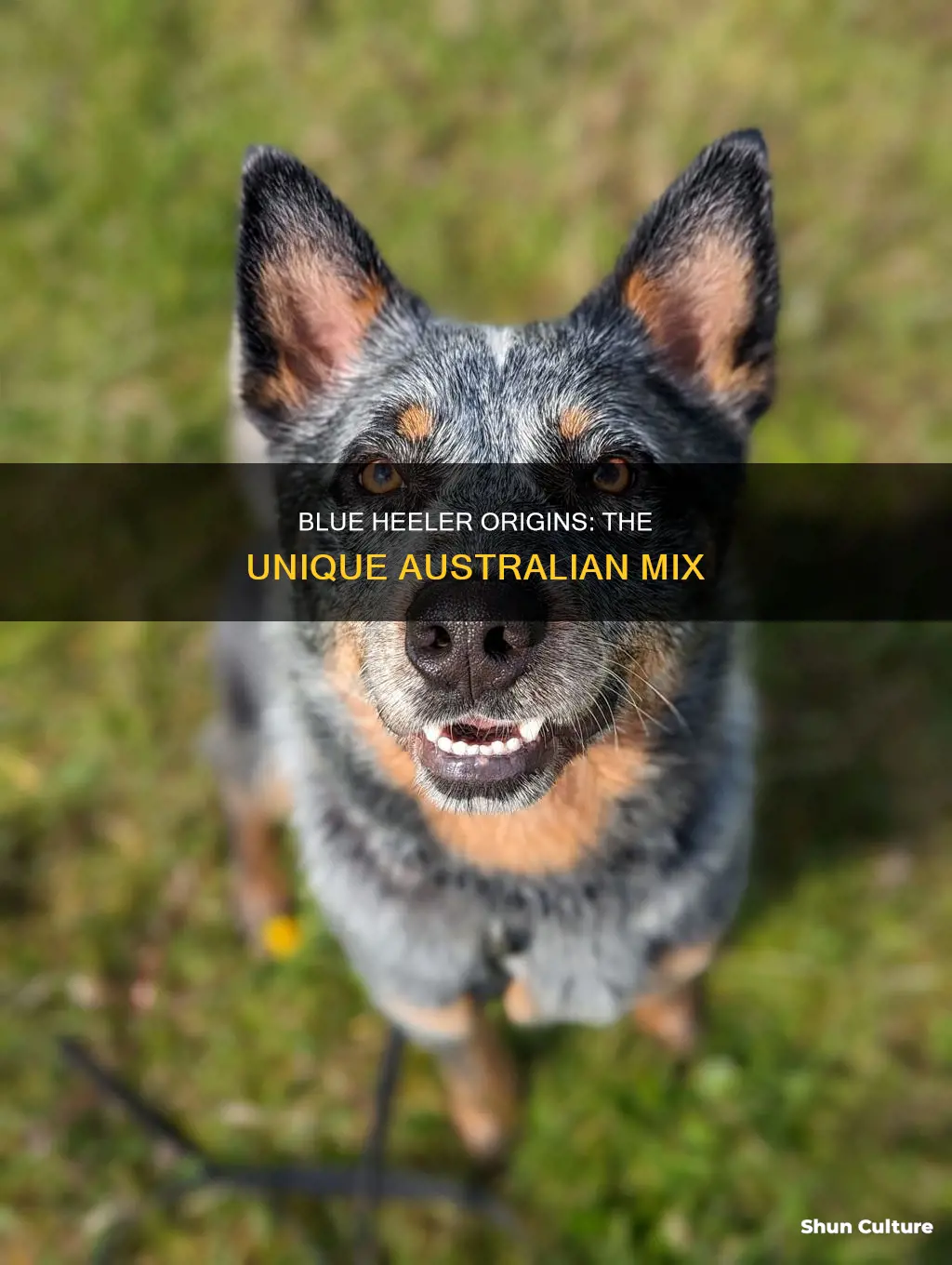 what dogs make up the australian blue heeler