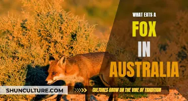 Fox Predators in Australia: Who's Hunting?