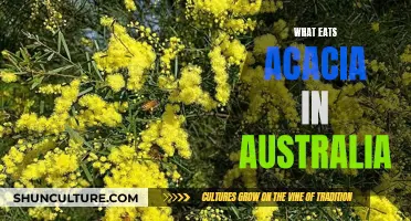 Acacia-eating Creatures in Australia: Who's Munching Down Under?