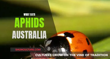 Controlling Aphid Populations: Australia's Natural Predators