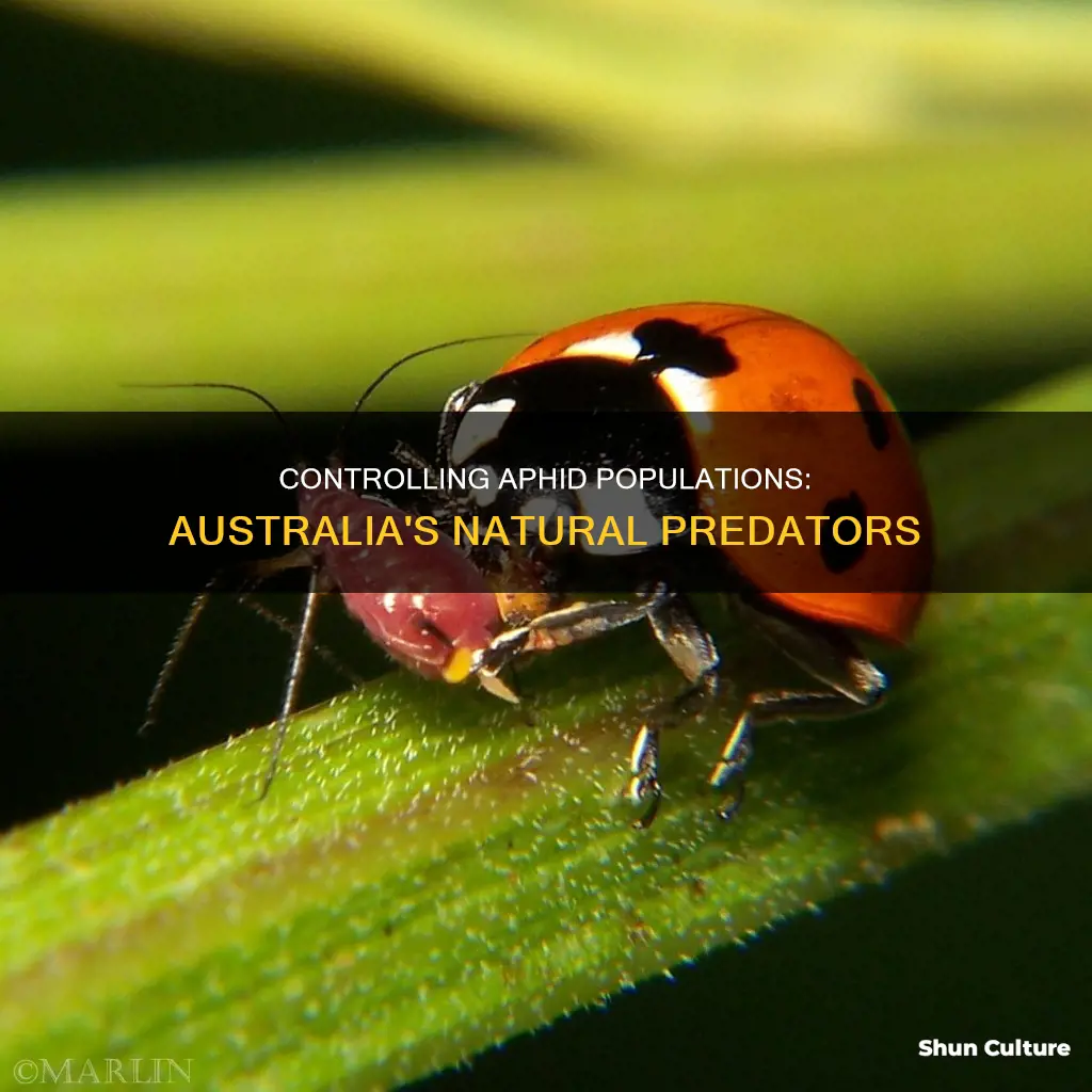 what eats aphids australia