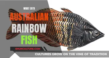 Australian Rainbow Fish: Who's on the Menu?