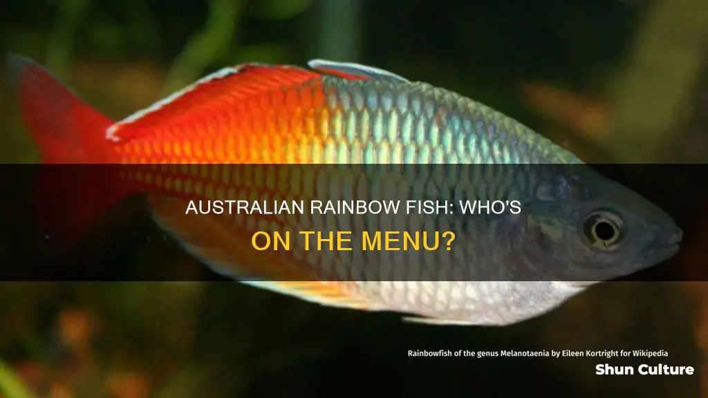 what eats australian rainbow fish
