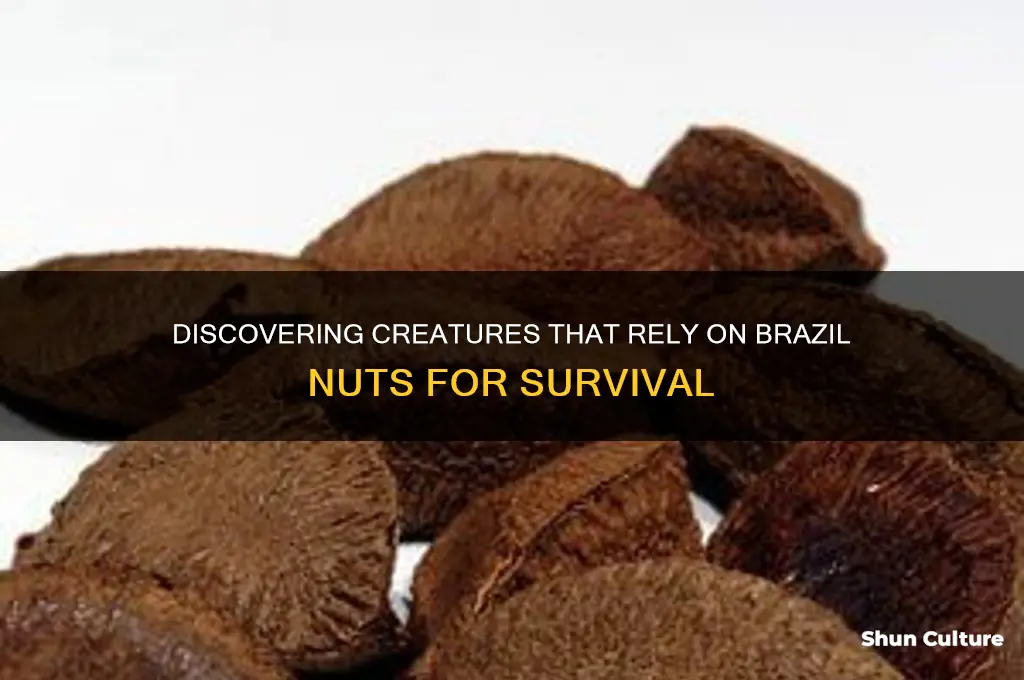 what eats brazil nut as a source of food