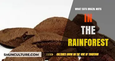Rainforest Predators: Unveiling Brazil Nut's Natural Consumers in the Wild