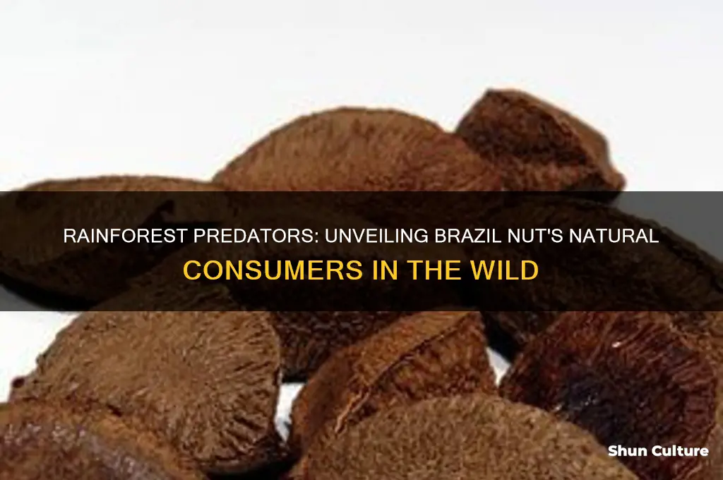 what eats brazil nuts in the rainforest