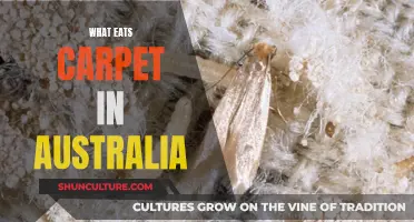 Carpet-Eating Pests in Australia: Unveiling the Mystery