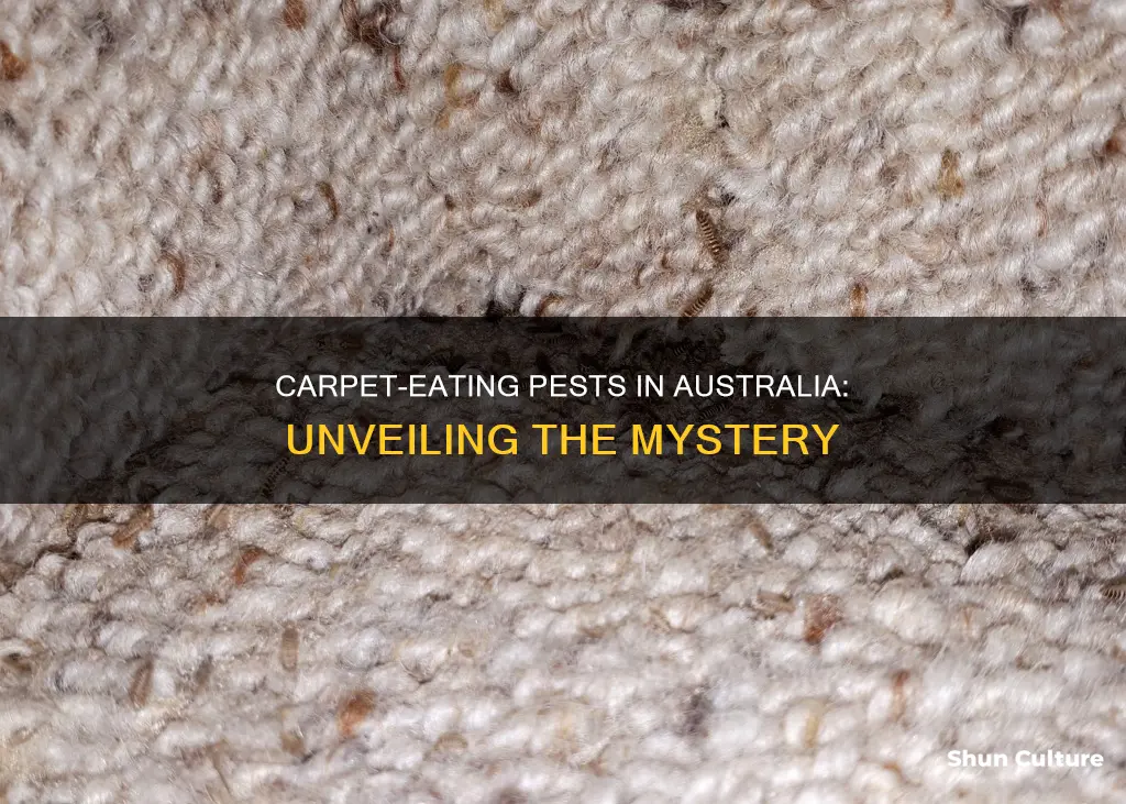 what eats carpet in australia