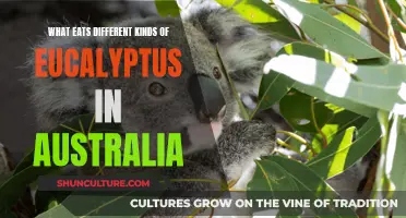 Exploring Eucalyptus Diet in Australia: Who Eats What?
