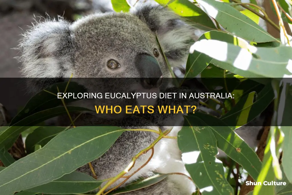 what eats different kinds of eucalyptus in australia