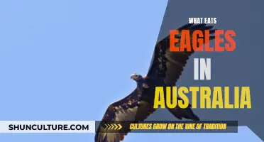 Deadly Threats to Australian Eagles: Predators Revealed