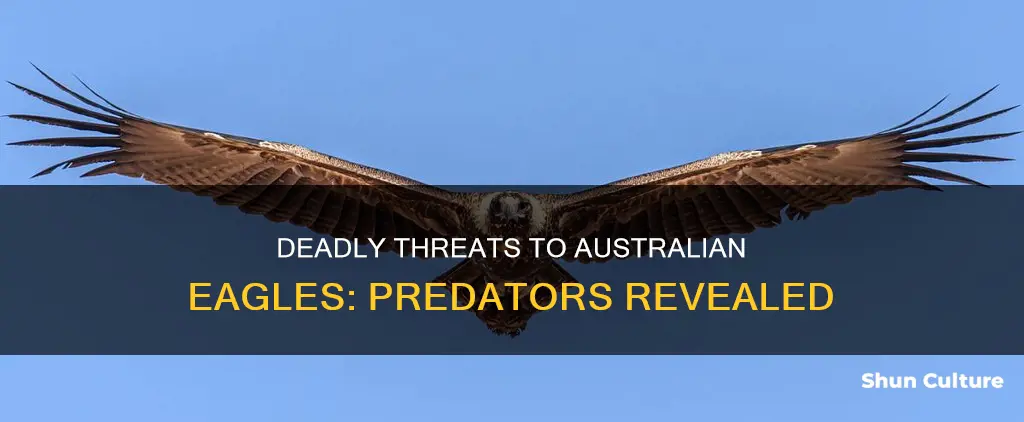 what eats eagles in australia