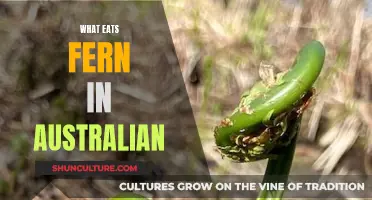 Australian Ferns: What's Eating Them?