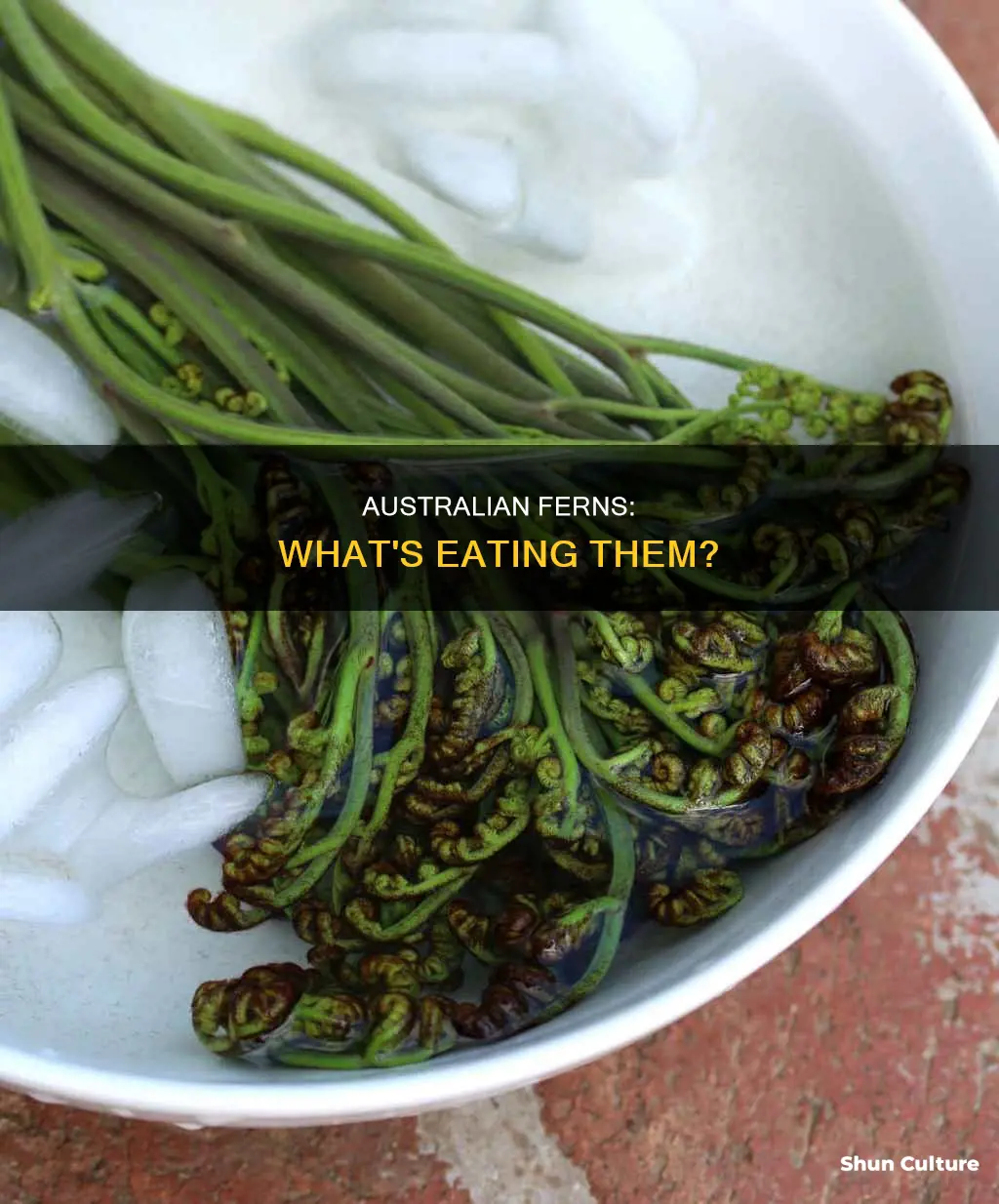 what eats fern in australian