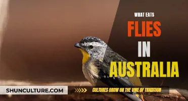 The Curious Case of Australia's Fly-Eating Creatures