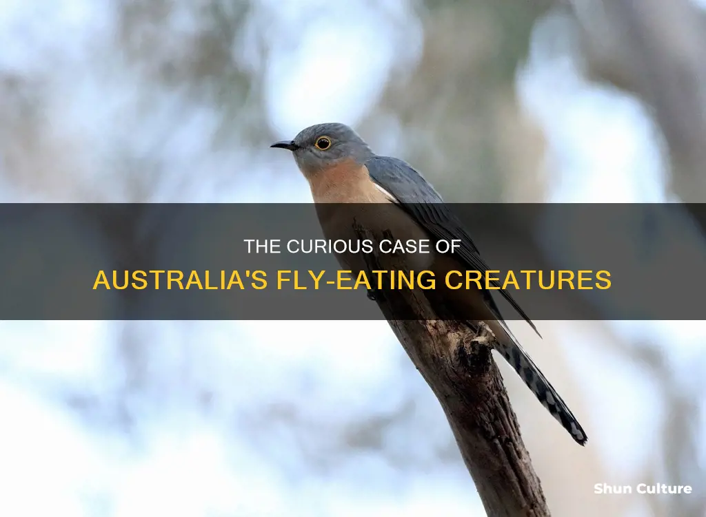 what eats flies in australia