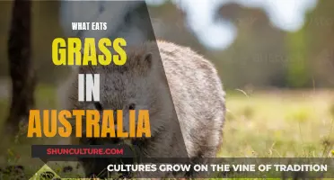 Grass-Eating Creatures in Australia: Who's Munching Down Under?
