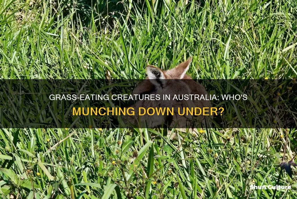 what eats grass in australia