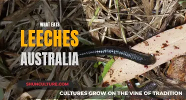Bloodsuckers Down Under: What's Eating Leeches in Australia?